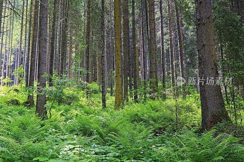 松树绿色高山林地-格局景观，常绿森林，自然格局，树干美丽的自然背景，巴伐利亚阿尔卑斯和蒂罗尔边境-奥地利/德国